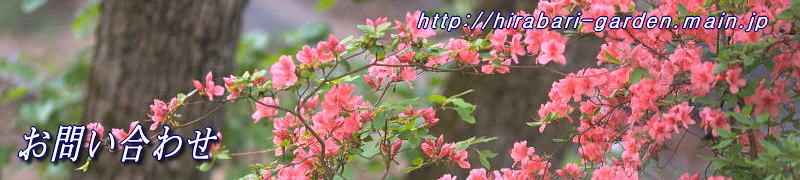 ���j�K�[�f���\���₢���킹